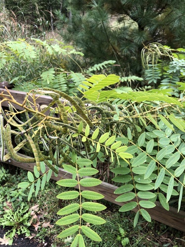 Senna hebecarpa