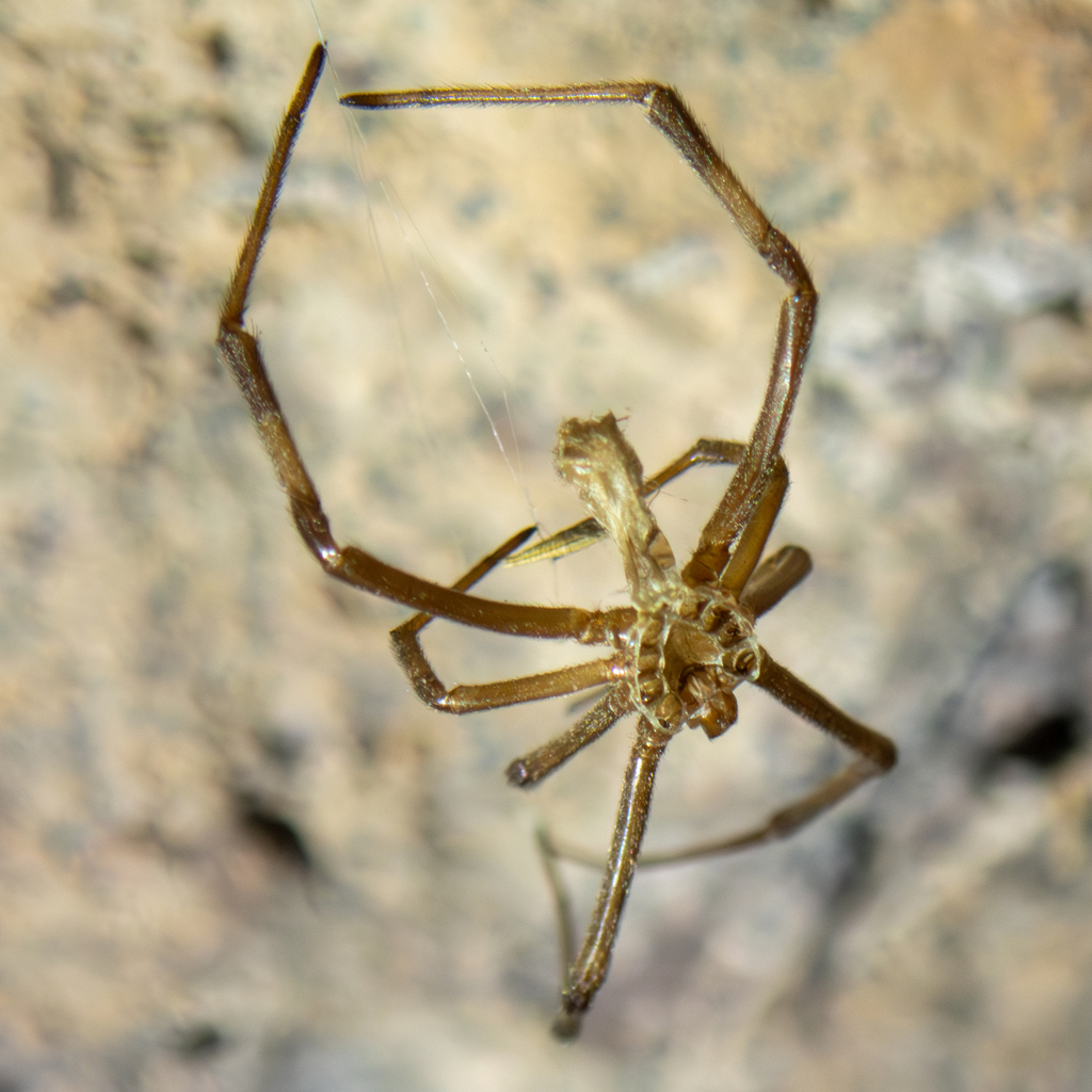 Cobweb Spiders from Yuma County, AZ, USA on September 24, 2023 at 1019