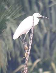 Egretta garzetta