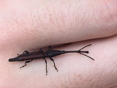 Nemocephalus
