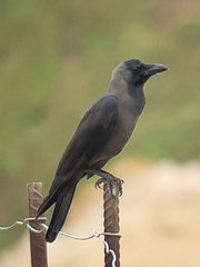 Corvus splendens