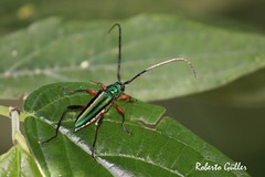 Callichroma sericeum