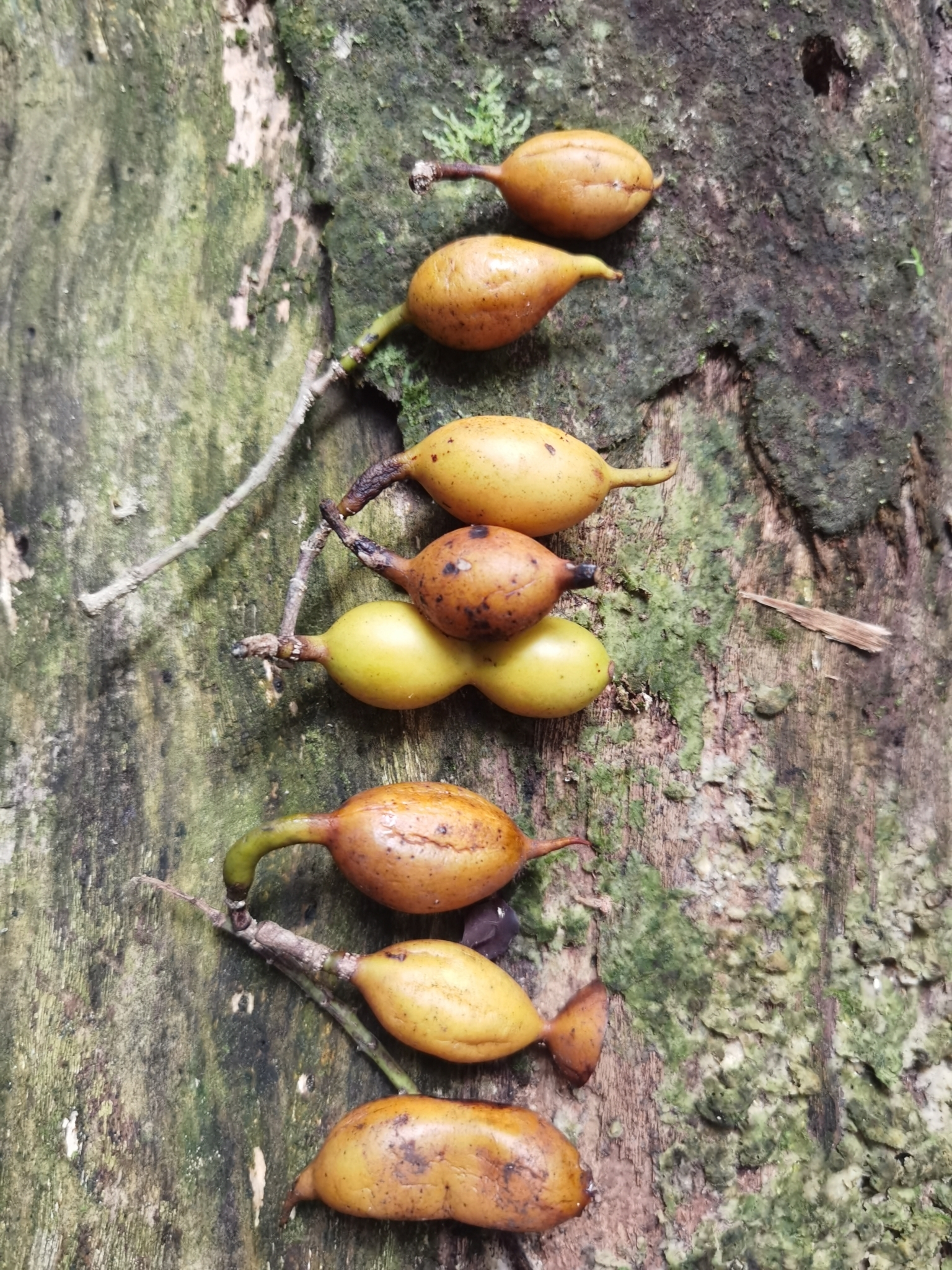 Styphnolobium monteviridis
