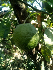 Citrus