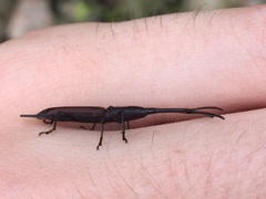 Nemocephalus