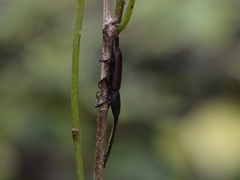 Nemocephalus