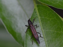 Nemocephalus