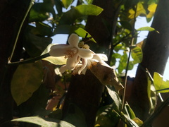 Citrus