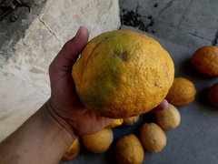 Citrus