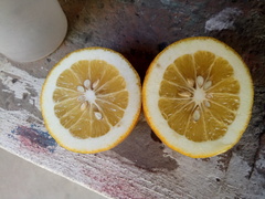 Citrus