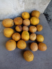 Citrus