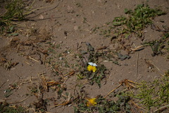 Phulia nymphula
