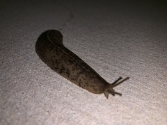 Leidyula floridana image