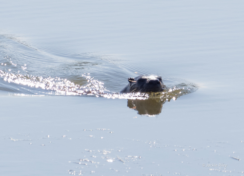 North American River Otter photographed in Ohio