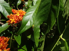 Saraca declinata