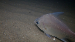 Short-Beaked Mojarra photo 2