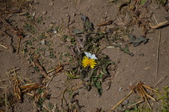 Phulia nymphula