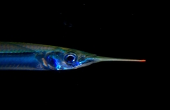 Longfin Halfbeak photo 1