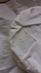 Penicillium camemberti