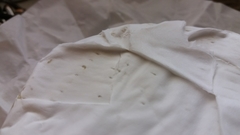 Penicillium camemberti