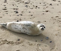Pagophilus groenlandicus