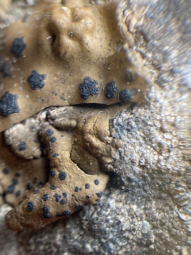 iNaturalist observation photo of Emery Rocktripe Lichen