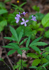 Cardamine quinquefolia
