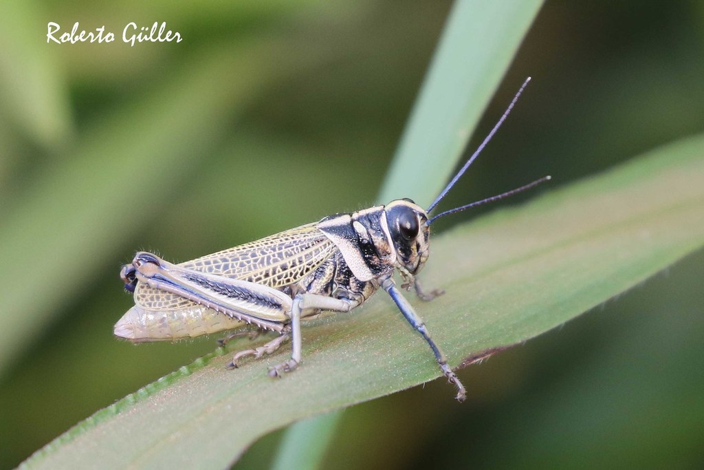 Diponthus crassus