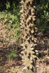 Zanthoxylum setulosum