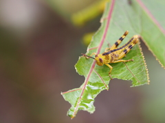 Cyrtacanthacridini