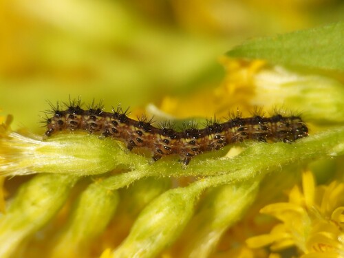 Haploa photographed on goldenrod