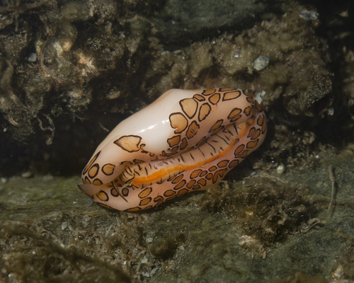 Flamingo Tongue Cowry