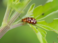 Phola octodecimguttata
