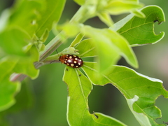 Phola octodecimguttata