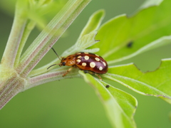 Phola octodecimguttata