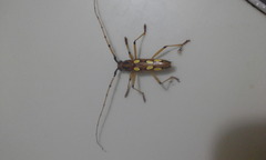 Eburodacrys sexmaculata
