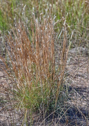 Snowflake Grass