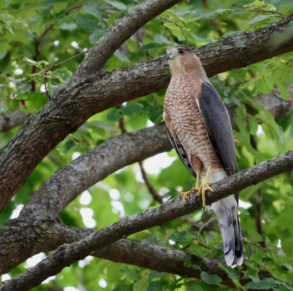 Cooper's Hawk from 4257 Northeast Dr, St. Louis, MO 63110 on September