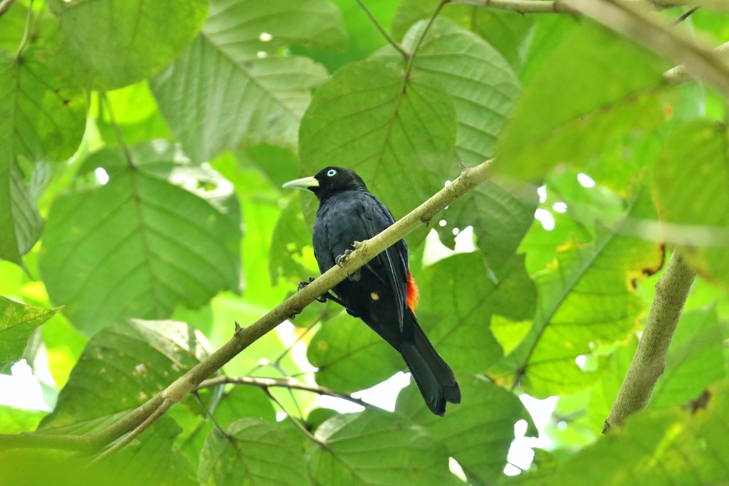 Subtropical Cacique
