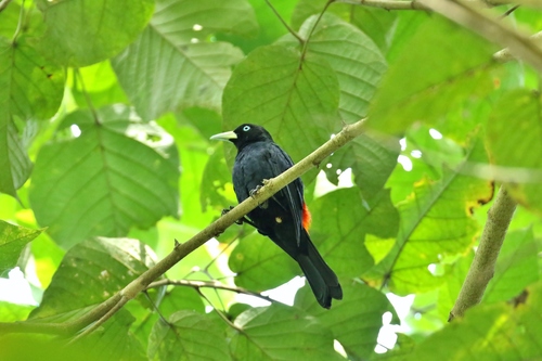 Subtropical Cacique