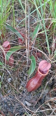 Nepenthes smilesii