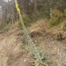 Verbascum boerhavii - Photo (c) jorditb, algunos derechos reservados (CC BY-NC), subido por jorditb