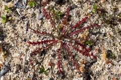 Gilia tenuiflora arenaria