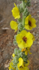 Verbascum boerhavii