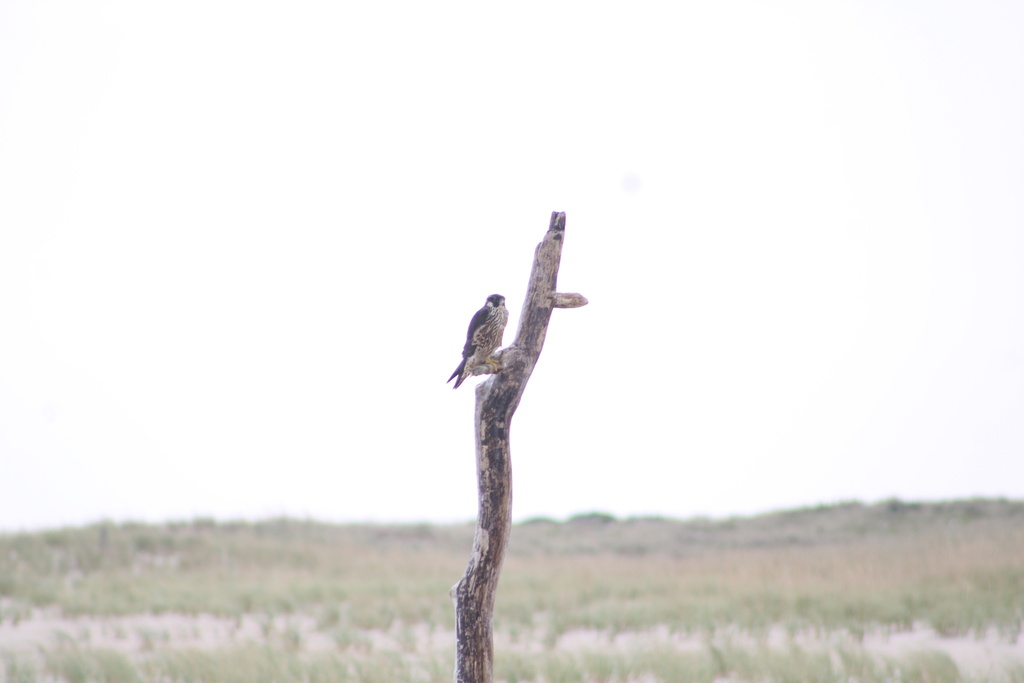 Peregrine Falcon from Jones Beach Island, Jones Beach State Park, NY ...