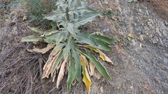 Verbascum boerhavii