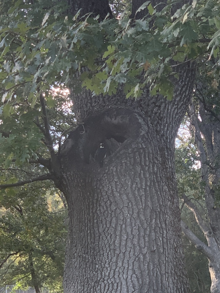 Acorn Woodpecker from Etna City Park, Etna, CA, US on September 28