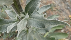 Verbascum boerhavii