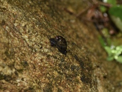 Succineidae