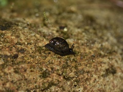 Succineidae